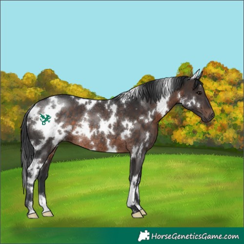 Horse Color:White Spotted Brown Rabicano 