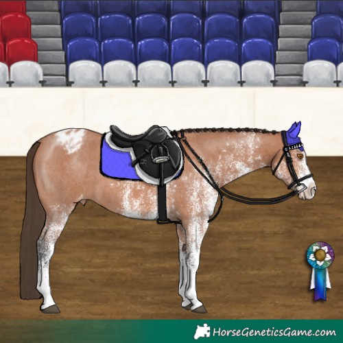 Horse Color:White Spotted Bay Appaloosa