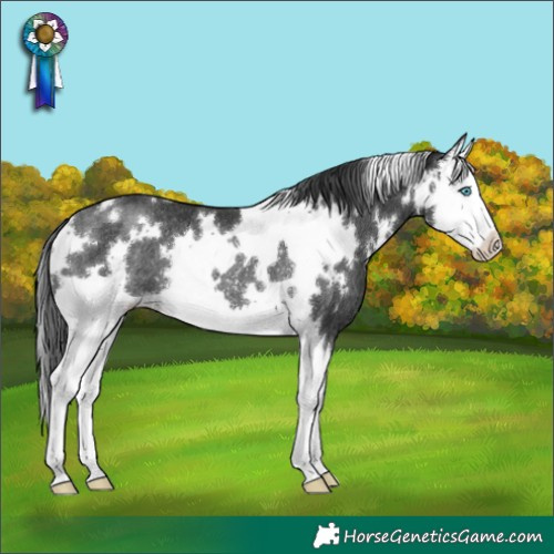 Horse Color:White Spotted Black Splash Rabicano 