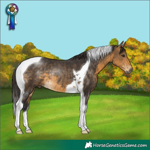 Horse Color:Buckskin Tobiano Rabicano