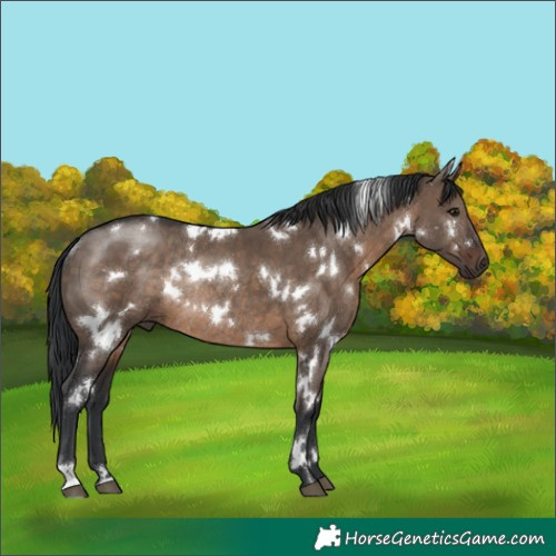 Horse Color:White Spotted Brown Dun Rabicano