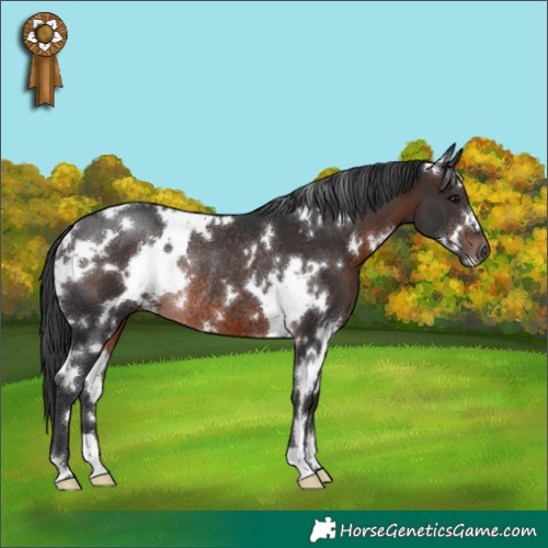 Horse Color:White Spotted Brown Rabicano