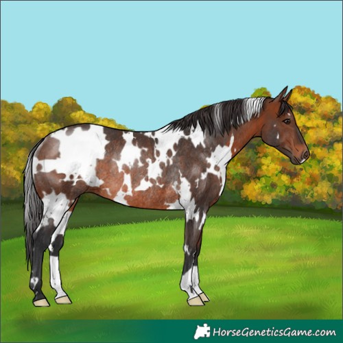 Horse Color:White Spotted Brown Rabicano 