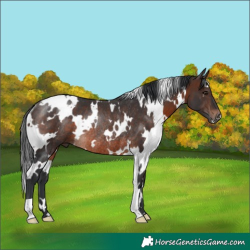 Horse Color:White Spotted Brown Rabicano 