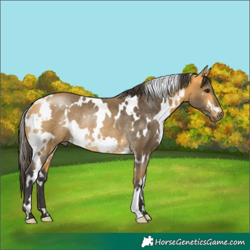 Horse Color:White Spotted Buckskin Rabicano