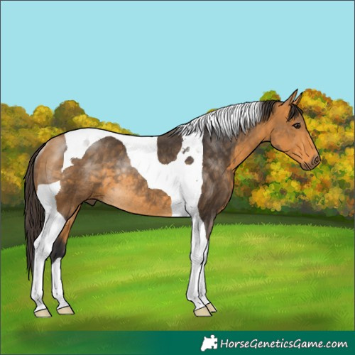 Horse Color:Buckskin Tobiano Rabicano 
