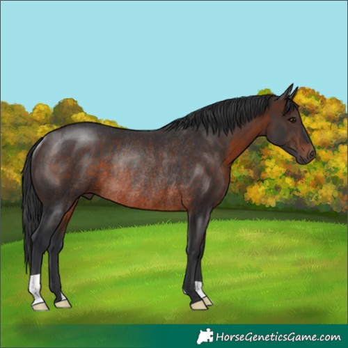 Horse Color:Brown Rabicano
