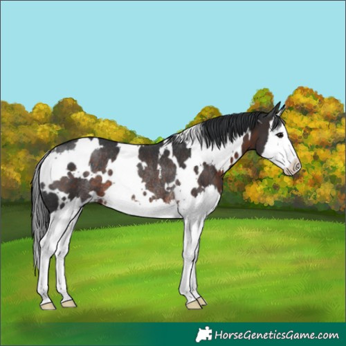 Horse Color:White Spotted Brown Splash Rabicano