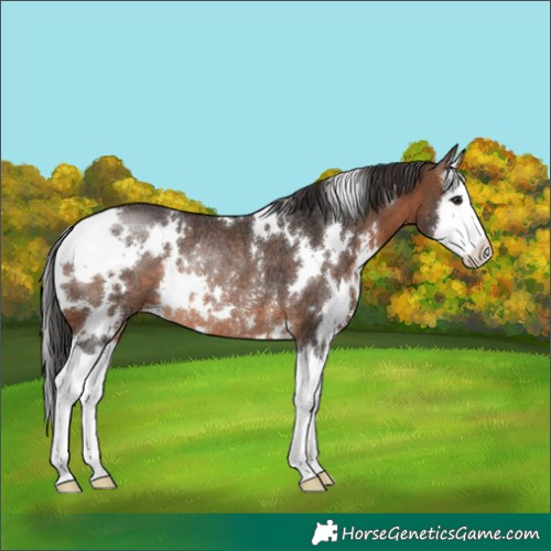 Horse Color:White Spotted Brown Splash Rabicano 