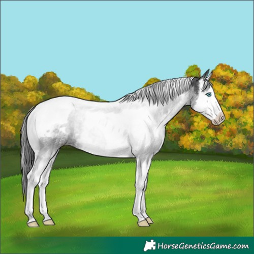 Horse Color:White Spotted Black Splash Tobiano Rabicano 