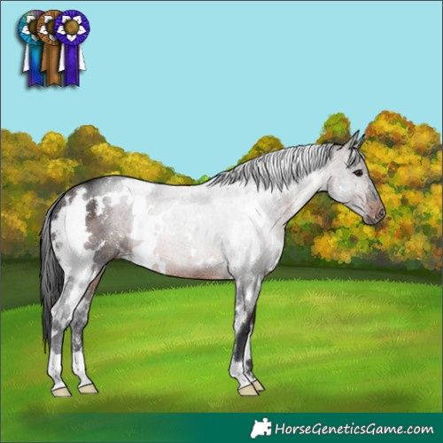 Horse Color:White Spotted Brown