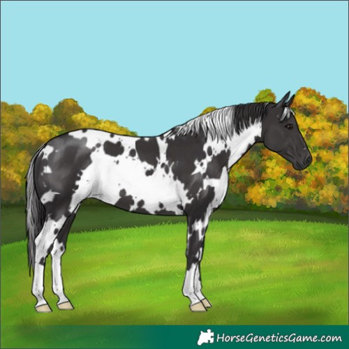 Horse Color:White Spotted Smoky Black 