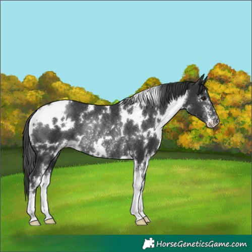 Horse Color:White Spotted Black Sabino Rabicano