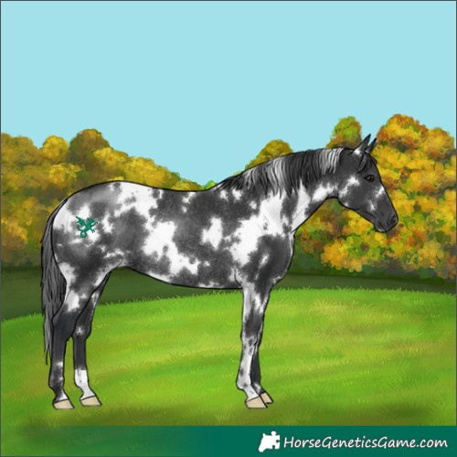 Horse Color:White Spotted Black Rabicano 