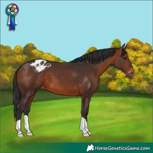 Horse Color:Bay Appaloosa