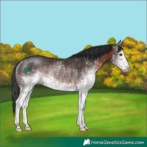 Horse Color:White Spotted Brown Rabicano 