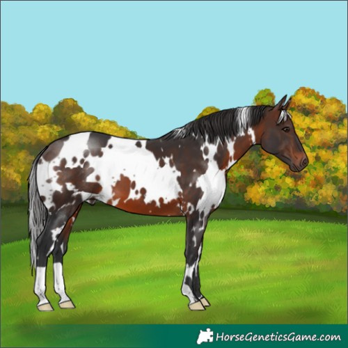 Horse Color:White Spotted Brown 