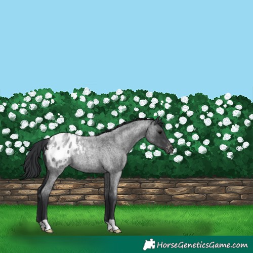 Horse Color:Blue Roan Blanket Rabicano