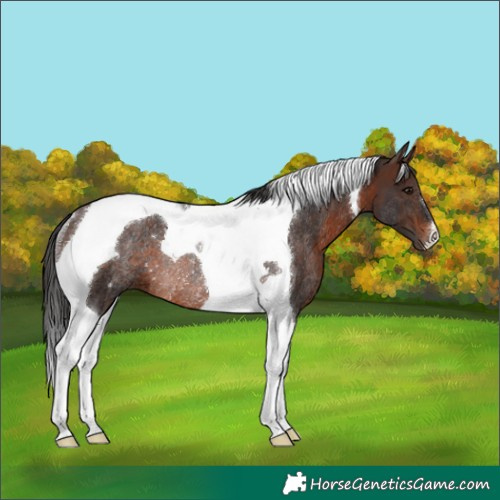 Horse Color:Brown Tobiano Rabicano