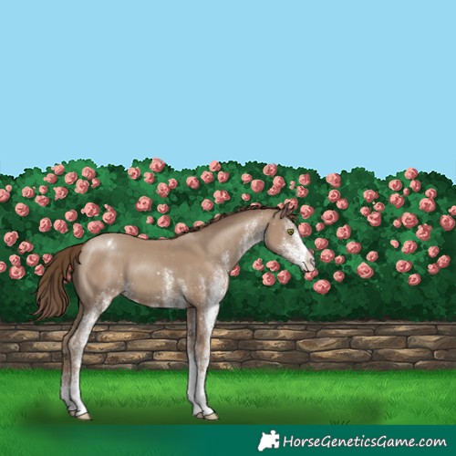 Horse Color:White Spotted Classic Champagne Varnish