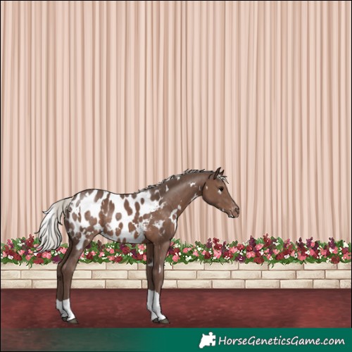 Horse Color:White Spotted Silver Black Tobiano Blanket Rabicano 