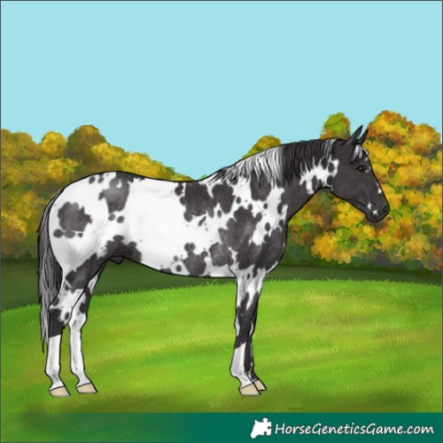 Horse Color:White Spotted Smoky Black Rabicano 