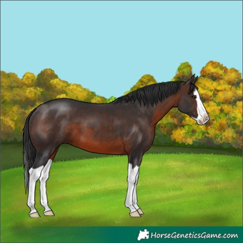 Horse Color:Brown Splash