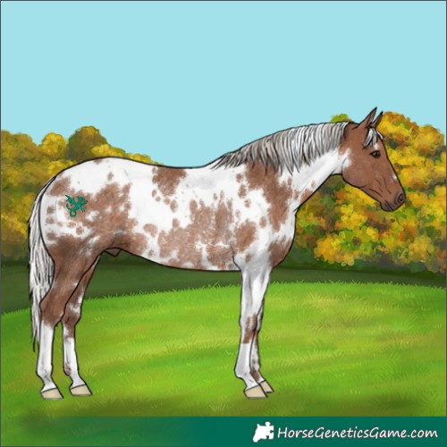Horse Color:White Spotted Silver Black Rabicano