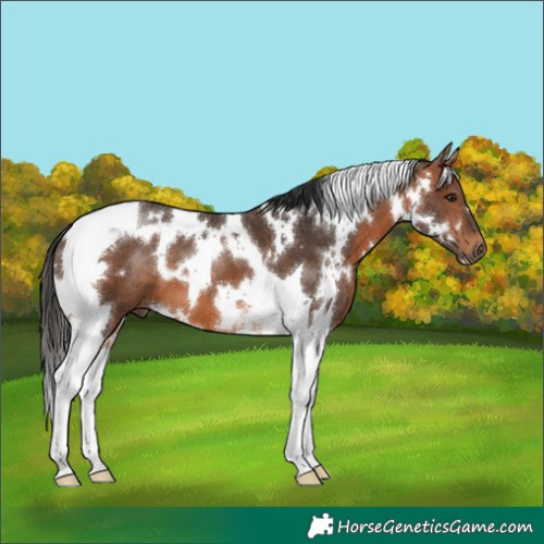 Horse Color:White Spotted Bay Tobiano
