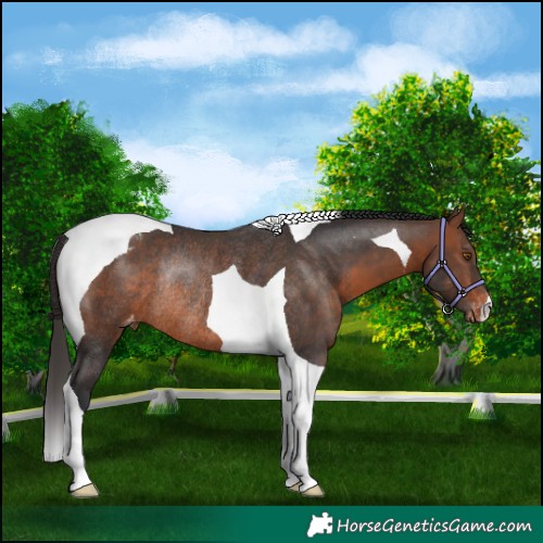 Horse Color:Brown Tobiano Appaloosa Rabicano 