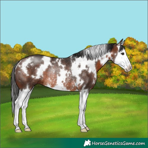 Horse Color:White Spotted Brown Splash Rabicano