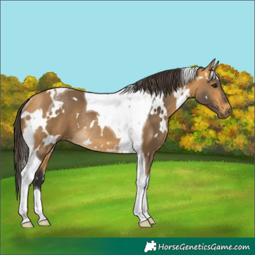 Horse Color:White Spotted Buckskin Tobiano Rabicano 
