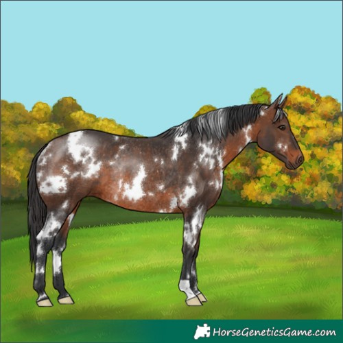 Horse Color:White Spotted Brown Rabicano 