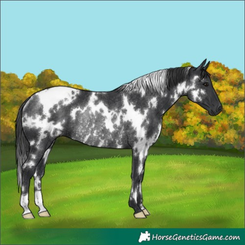 Horse Color:White Spotted Black Rabicano