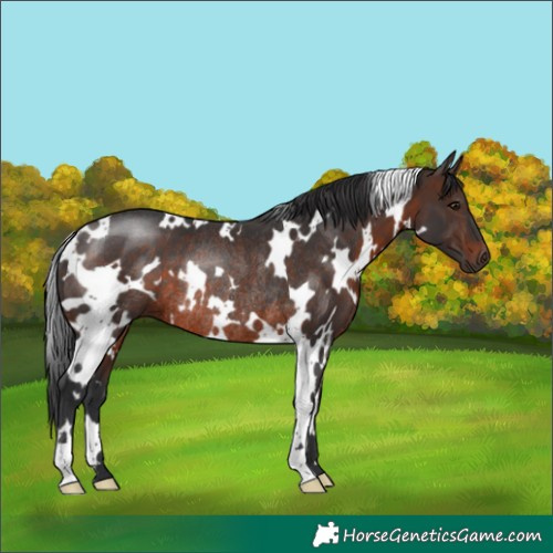 Horse Color:White Spotted Brown Rabicano 