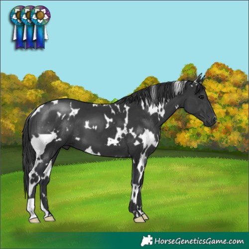 Horse Color:White Spotted Black
