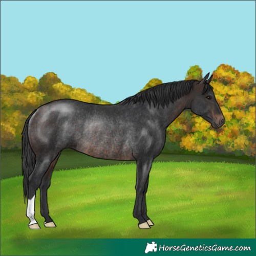 Horse Color:Brown Rabicano