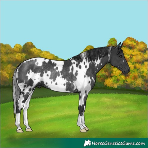 Horse Color:White Spotted Black Rabicano