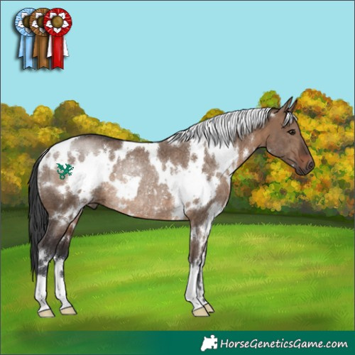 Horse Color:White Spotted Brown Dun Rabicano 