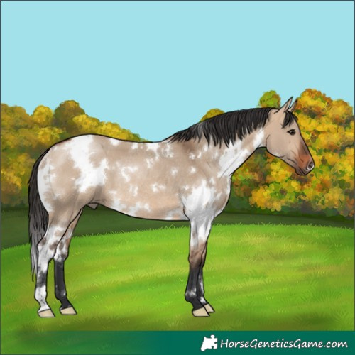 Horse Color:White Spotted Bay Dun Rabicano