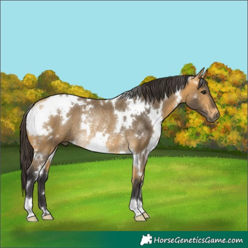 Horse Color:White Spotted Buckskin Rabicano