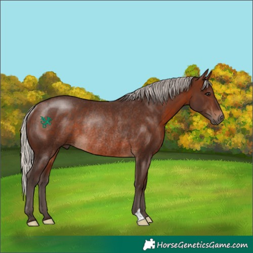 Horse Color:Silver Brown Rabicano