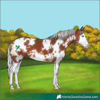 Horse Color:White Spotted Silver Brown Splash 