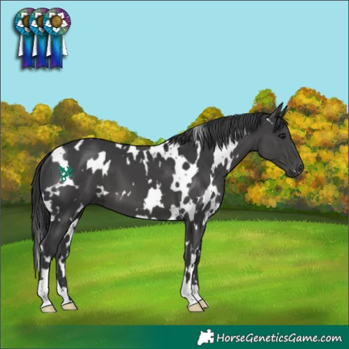 Horse Color:White Spotted Black 
