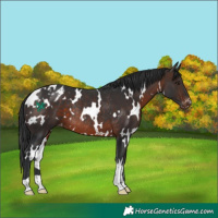 Horse Color:White Spotted Brown Blanket Rabicano 