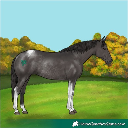 Horse Color:Smoky Black Tobiano Rabicano