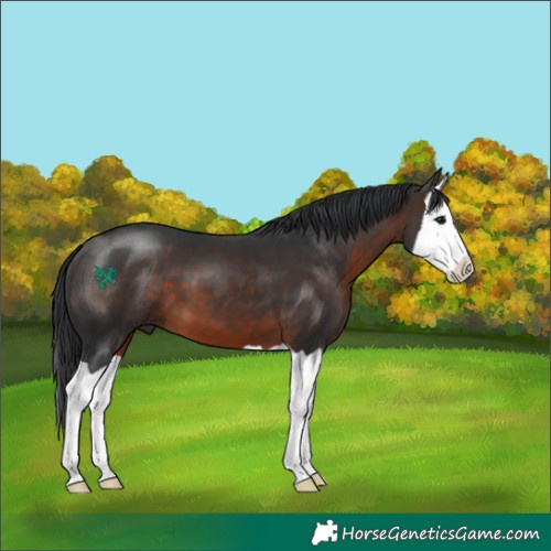 Horse Color:Brown Splash