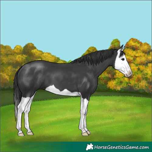 Horse Color:Black Splash