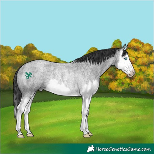 Horse Color:Blue Roan Splash Rabicano 