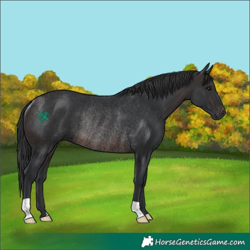 Horse Color:Brown Rabicano